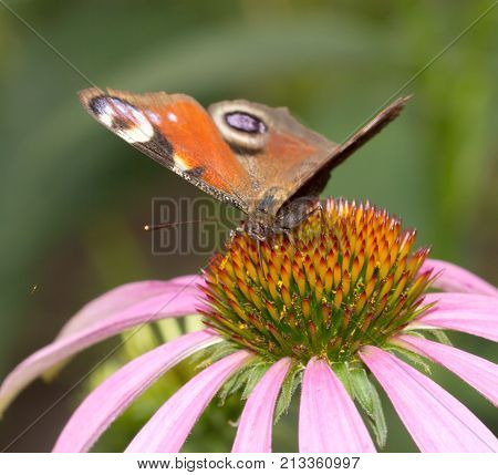 beautiful butterfly on a flower in nature .