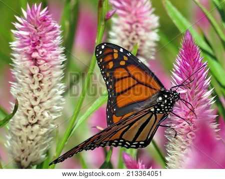 Monarch butterfly on Eremurus flower on shore of the Lake Ontario in Toronto Canada September 12 2017