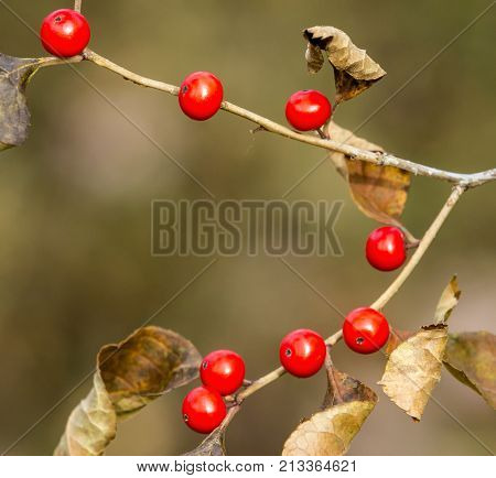 Red Mistletoe in Belmont Lake State Park Long Island New York