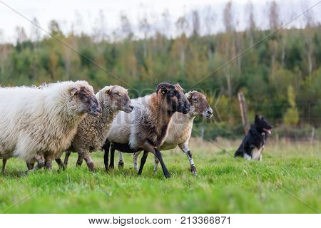 Pack Of Sheep With An Australian Shepherd Dog