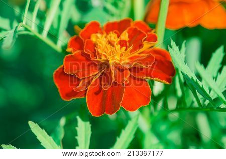 African Marigold Marigold Flower In Garden