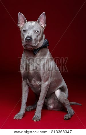 studio portrait of beautiful thai ridgeback dog with bow tie. copy space.