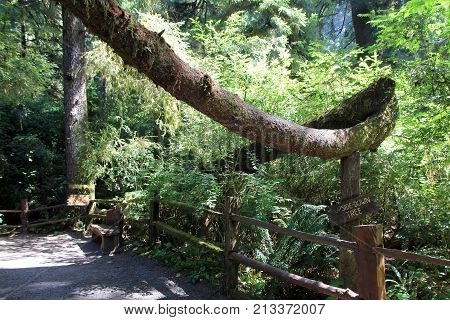 Upside-down tree in Trees of Mystery national park in USA