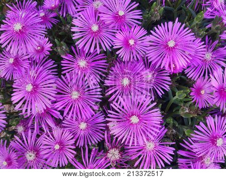 Trailing Ice Plant
