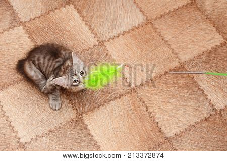 A cute little kitten a bobtail caught a toy. View from above. Pets. Hypoallergenic cat breed. Portrait of a striped and furry cat.