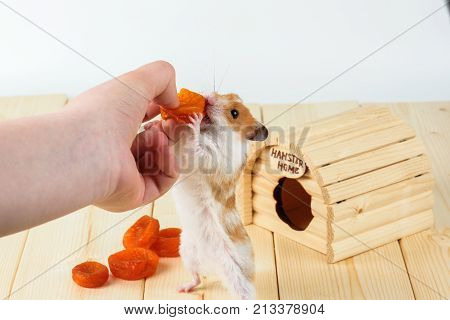 The hamster takes the dried apricots out of the girl's hand.