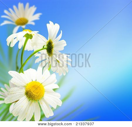 Flores Daisywheels