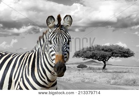 Black And White Photography With Color Zebra
