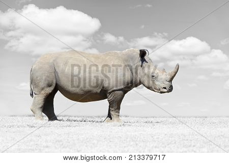 African White Rhino