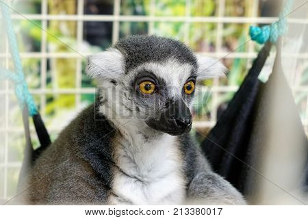 Ring-tailed lemur sits in a hammock closeup