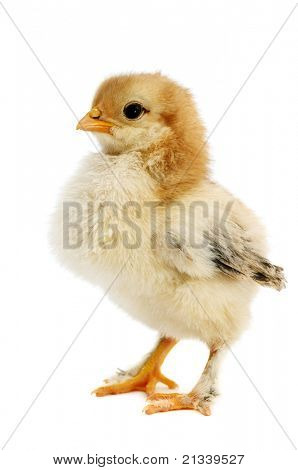 poulet isolé sur fond blanc