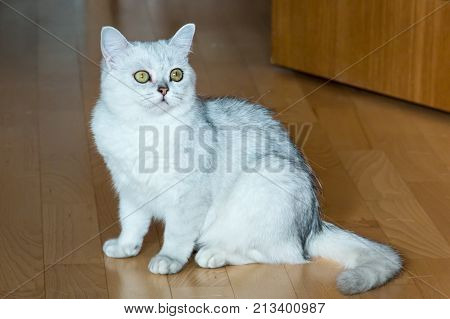 Beautiful White Fluffy British Cat With Green Eyes Sitting On The Parquet Floor