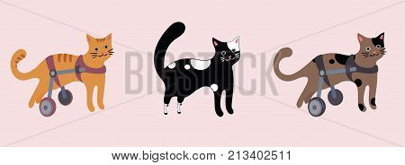 Set of three disabled cats character in wheelchair. Vector flat cartoon illustration