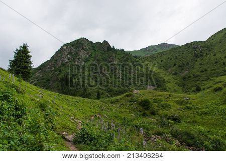 Landscape in mountains with fir (sky, cloudy)