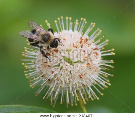 Včela na Buttonbush květ