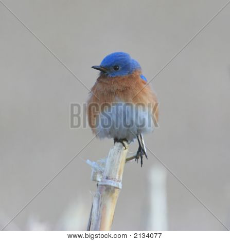 Bluebird orientale appollaiato