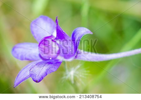 bright flowers macro photo color close up