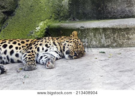Animal Surveillance Lulled Amur Leopard Wandered Into The City, Northeast China