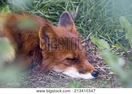 Sleeping Red Fox ,vulpes Vulpes , In Hokkaido, Japan