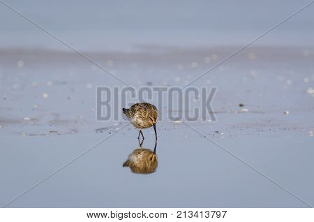 STINT - Marine birds on the sea beach