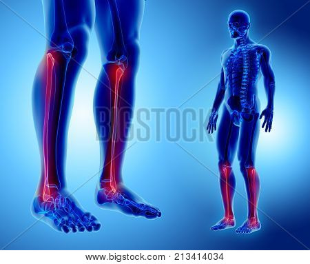 3D Illustration Of Fibula, Medical Concept.
