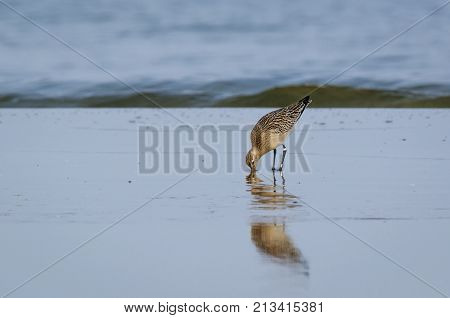 STINT - Marine birds on the sea beach