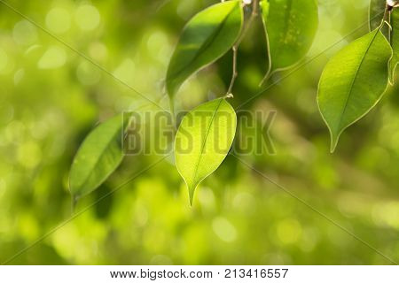 Clse up Green leaf on branch nature abstract style