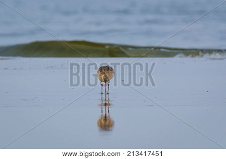 STINT - Marine birds on the sea beach
