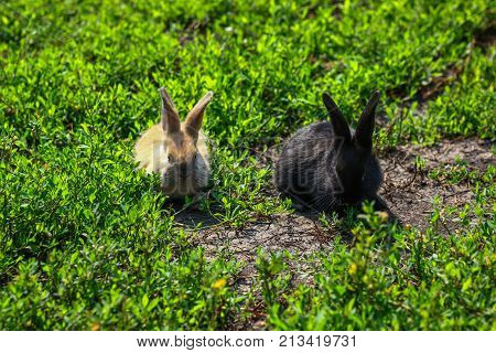 black and red little funny rabbit with long ears in the manger
