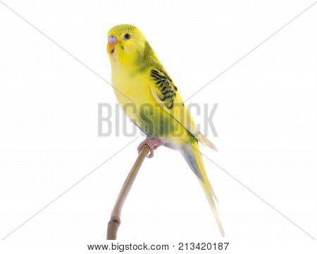 Budgie