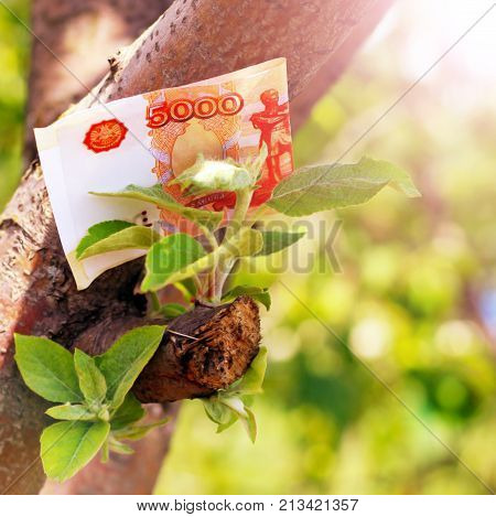 Russian money on the tree natural background