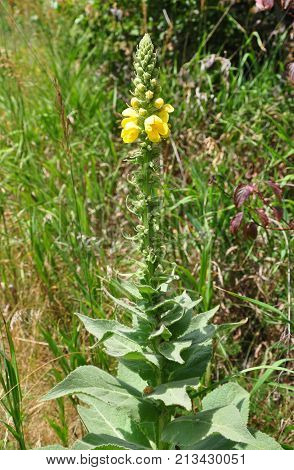 Denseflower Mullein (verbascum Densiflorum)