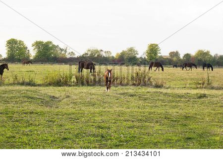 Foal and herd of horses grazing on meadow
