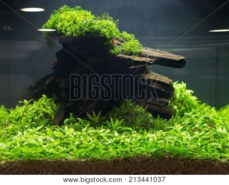 Aquarium with professional design for the pet shop