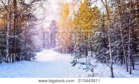 Winter forest frost evening sunset fir tree of pine fir-tree and birch City urban scene vibrant toned picture Shot wide andle