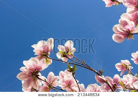 Magnolia Grandiflora faces the spring blue sky