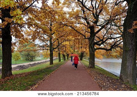 Woman is walking along an oak alley in a park in the fall