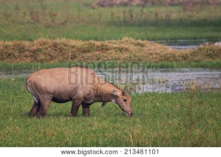 Nilgai (boselaphus Tragocamelus) Feeding In Keoladeo Ghana National Park, Bharatpur, India