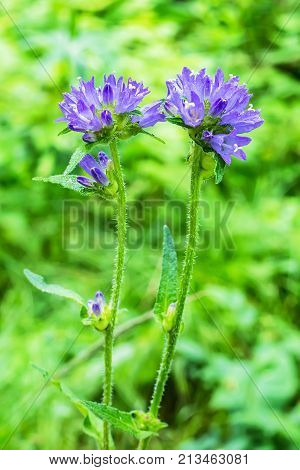 The bell collecting bell or a crowding (lat. Campanula glomerata). Flowers large