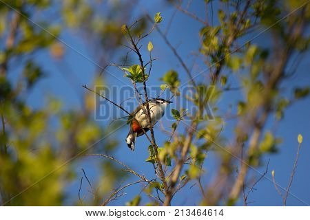 Red Whiskered Bulbul Bird On Tree