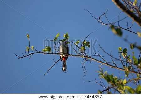 Red Whiskered Bulbul Bird On Tree