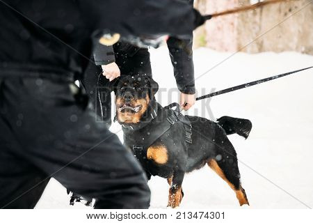 Training Of Purebred Black Rottweiler Metzgerhund Adult Dog. Attack And Defence. Winter Season