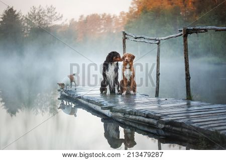 Jack Russell Terrier and Australian shepherd and Nova Scotia duck tolling Retriever on the wooden pier