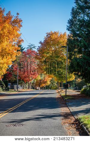 A street in Burien Washington leads toward Autumn trees.