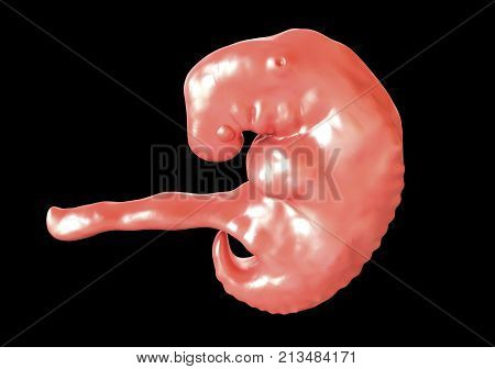 Pregnancy. 4 weeks embryo, middle part of the fourth week, scientifically accurate 3D illustration