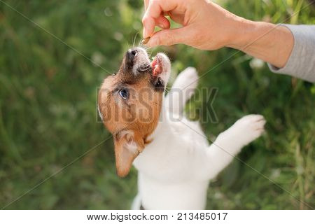 Puppy Jack Russell Terrier fed from the hand of nature