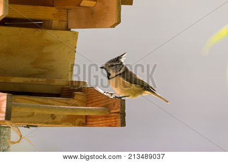 Cute European Crested Tit bird perching on wooden bird house feeder, Autumn in Austria, Europe (Lophophanes cristatus)