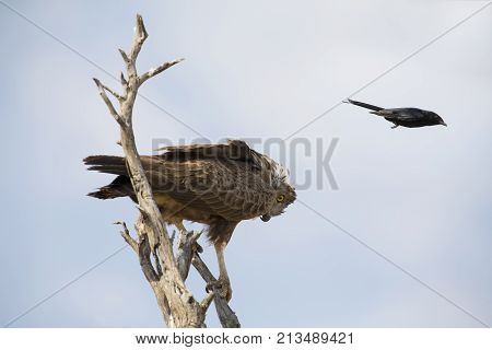 Brown Snake Eagle in a tree is pestered by a Fork Tailed Drongo