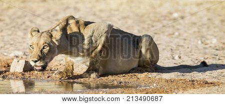 Large lioness drinking water from a small pool in the Kalahari on a hot dry day