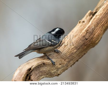 Coal Tit Perched On A Curved Branch, Showing The White Spot On The Back Of Its Black Head
